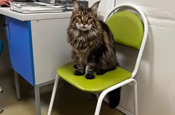 Пропал мейн-кун, ул. Новая, Ло...