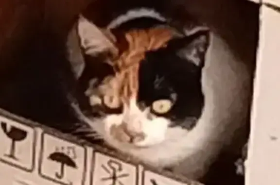 Найдена кошка, Подольск, фото: Трехцветная кошка найдена на Симферопольской 49к3