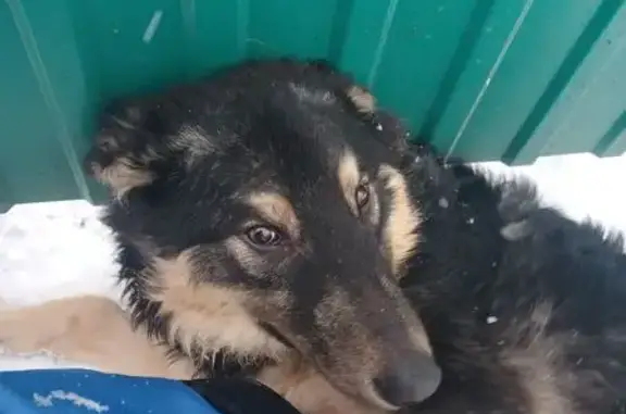 Найдена собака, Пенза, фото: Найдена собака, Нейтральная ул., 94В, Пенза