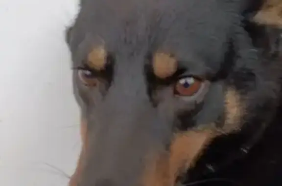 Пропала собака, Угрюмово, Семейная ул.