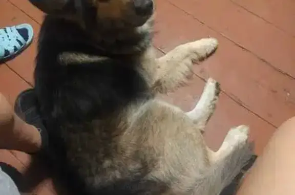 Пропала собака, Новозавидовский, Тверь