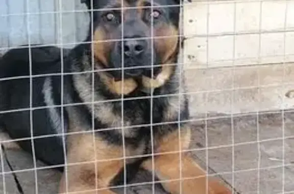 Пропала собака, Заречная 1, Но...