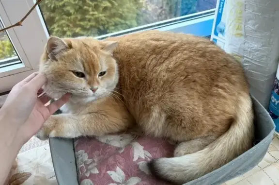 Кошки потеряшки, Орехово-Зуево, фото: Потеряшка кошка, ул. Гагарина, 26, Орехово-Зуево