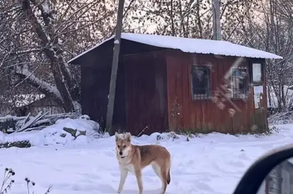 Найдена собака, Тверь, фото: Найдена собака на ул. Красной Слободы, 26