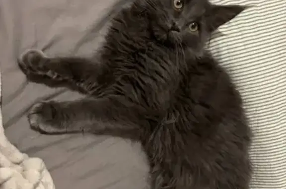 Пропала кошка, 47/13, Набережн...