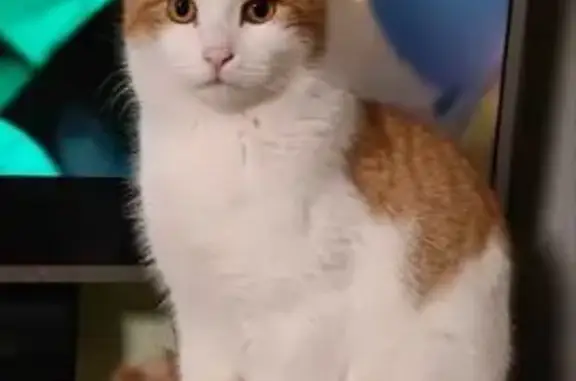 Пропала кошка, Ивановская ул.,...