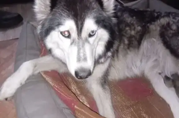Пропала хаски, Сазоново, Вологодская обл.