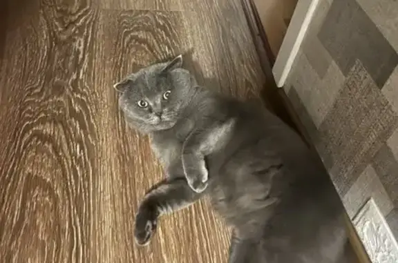 Пропала кошка, ул. Чехова 16,...