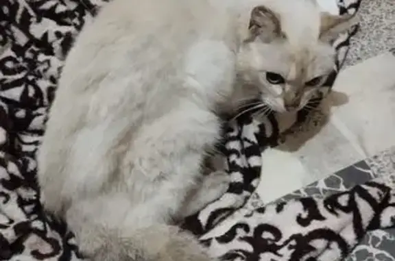 Найдена кошка, Верхнее Дуброво, фото: Кошка найдена, Верхнее Дуброво