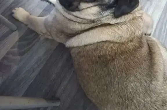 Пропала собака, ул. Островского, 28, Усолье