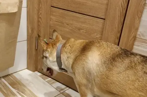 Найдена собака, Барнаул, фото: Найдена собака у школы 110, Северо-Западная