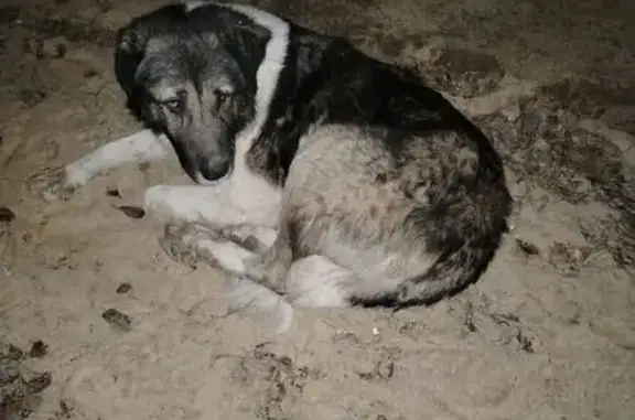 Найдена собака, Волгоград, фото: Найдена собака, Волгоград, Волгоградская обл.