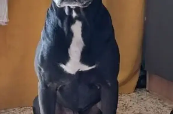 Пропала собака, Водная ул. 13А, Екб