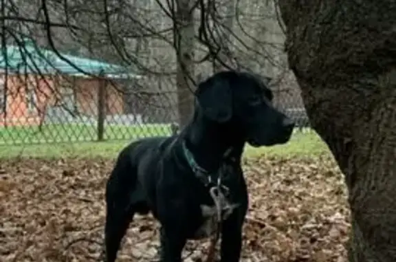 Пропала собака на 7-я улица, 7...