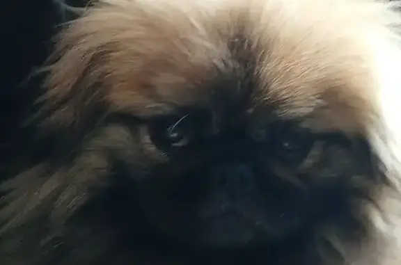 Пропала собака на Центр. ул.,...