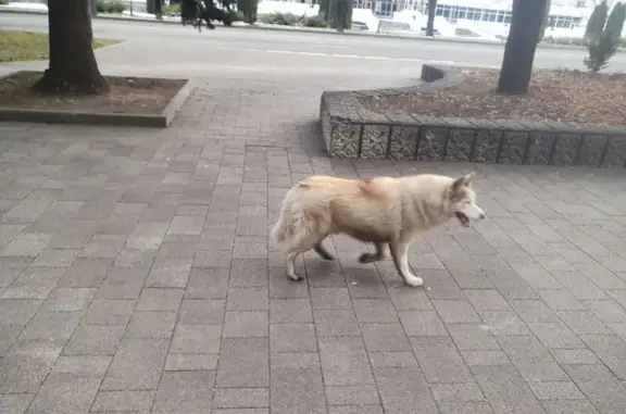 Найдена собака, Нальчик, фото: Хаски найдена на проспекте Ленина, Нальчик