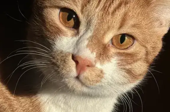 Пропала кошка на ул. КИМ, 109, Пермь