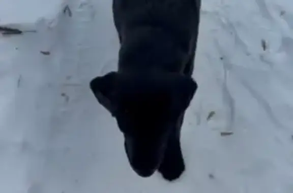 Пропала собака, ул. Калинина 30, Казань