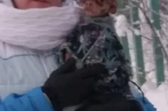 Пропала собака, ул. 30 лет Победы, 29