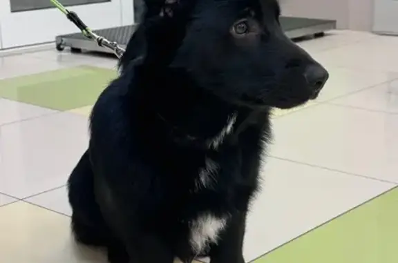 Найдена собака, Екатеринбург, фото: Найдена собака на ул. Амундсена, 74