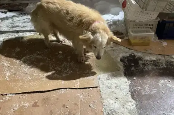 Найдена собака, Пенза, фото: Собака найдена на Кижеватова, 6, Пенза