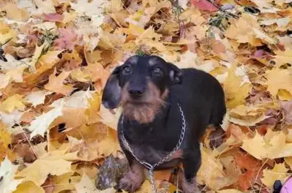 Пропала такса Буся, ул. Комсомольская, 8