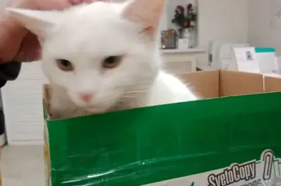 Найдена кошка, Ростов-на-Дону, фото: Кошка найдена: проспект Мира, 24А