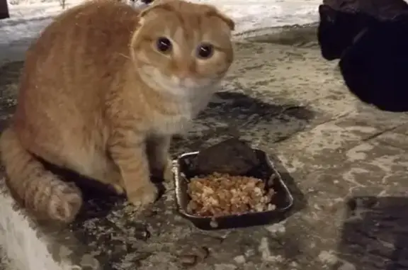 Найдена кошка, Павловский Посад, фото: Кошка найдена на ул. Кузьмина, Павловский Посад