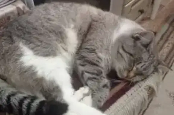 Пропал котик, ул. Ленина, 65, Балашов