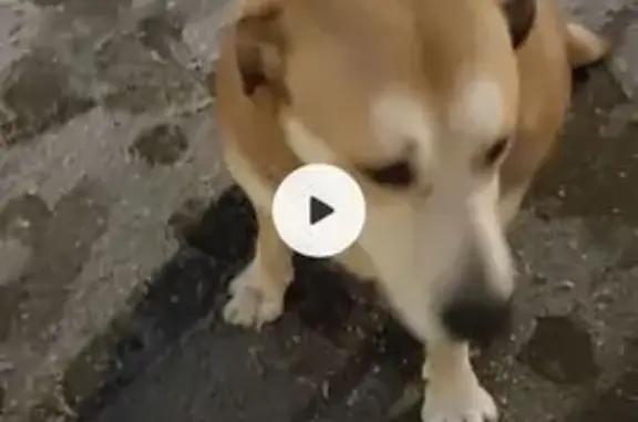 Найдена собака, Москва, фото: Найдена собака на ул. Конёнкова, 13, Москва