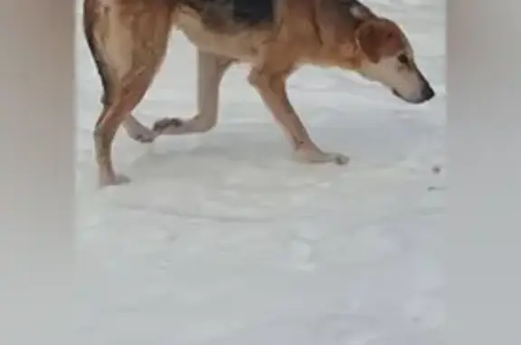 Пропала собака, ул. Мира, 11, Ревда