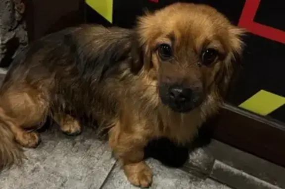 Найдена собака, Ростов-на-Дону, фото: Найдена собака: улица Ларина, 15/2