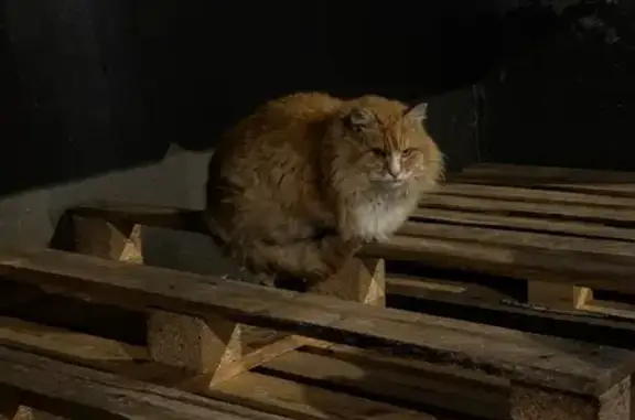 Найдена кошка, Москва, фото: Найден рыжий кот, ул. Старостина 5, Москва