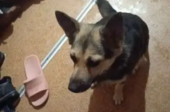 Найдена собака, Белоусово, фото: Собака найдена: вл69 с1, Москва