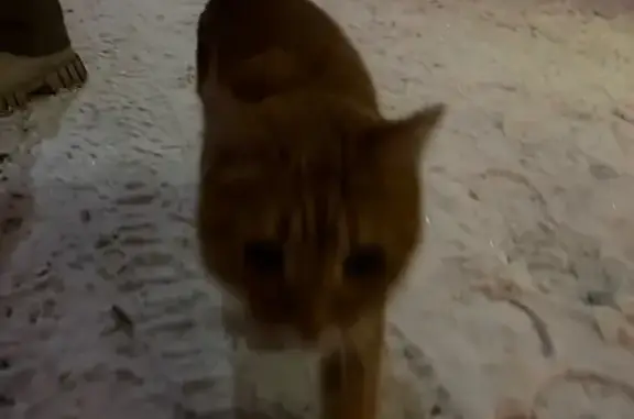 Найдена кошка, Москва, фото: Найдена кошка, Москва, ул. Б. Семёновская