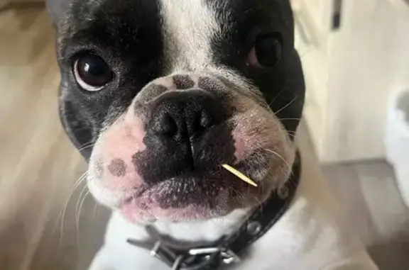 Пропала собака, площадь Пушкина, Иваново