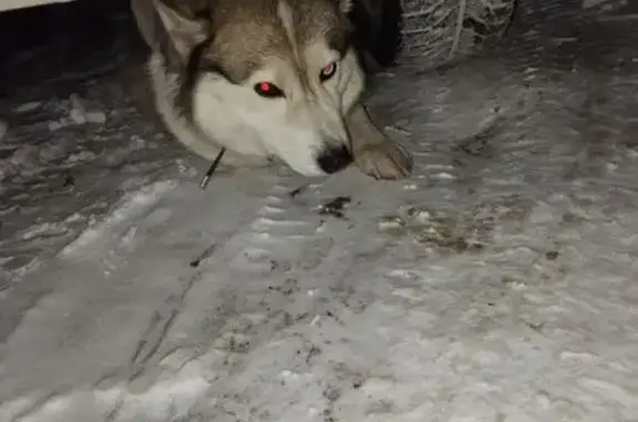Найдена собака, Барнаул, фото: Хаски найдена на Красноармейском, Барнаул