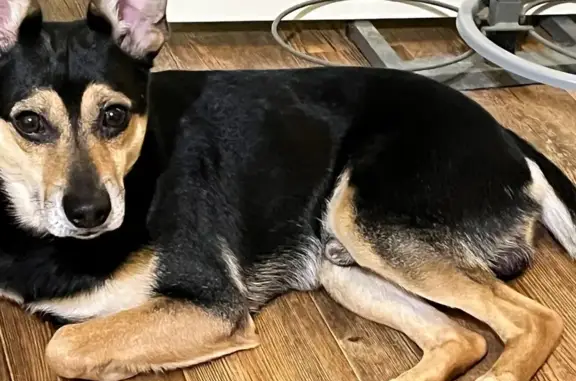 Найдена собака, Томск, фото: Собака найдена: ул. С. Лазо, 27А, Томск