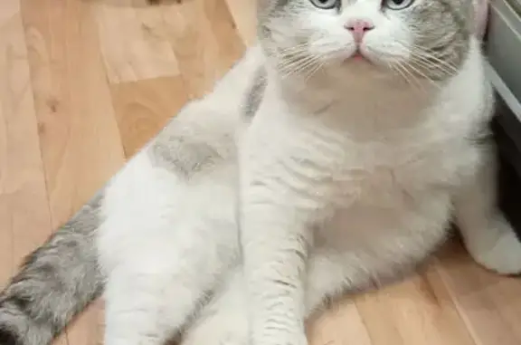 Кошки потеряшки, Ульяновск, фото: Потеряшка кошка, 2-й пер. Декабристов, Ульяновск