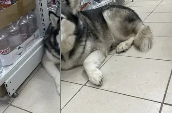 Найдена собака, Новое Девяткино, фото: Хаски найдена: Главная ул., 56, Новое Девяткино