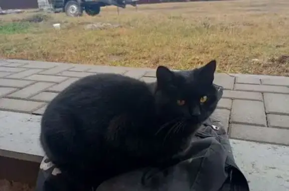 Пропал кот Сапфир, ул. Горького, 61