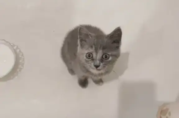 Найдена кошка, Красноярск, фото: Кошка найдена: ул. Ломоносова, 102