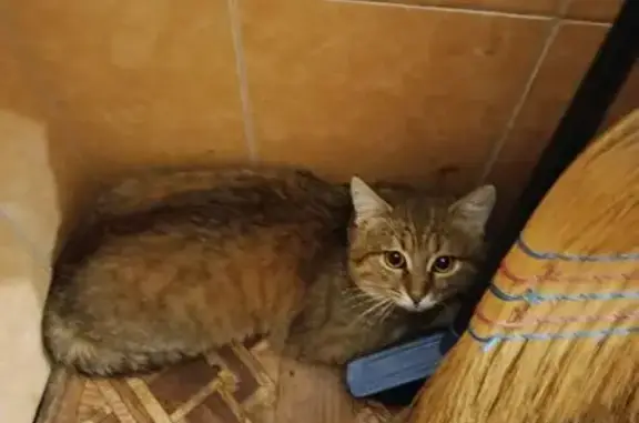 Найдена кошка, Санкт-Петербург, фото: Кошка найдена: Софийская ул., 38 к1