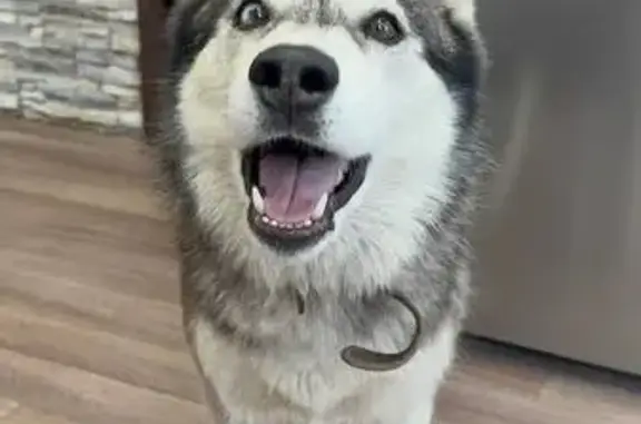 Собаки потеряшки, Уфа, фото: Потеряшка хаски Дана в Демском кордоне, Уфа