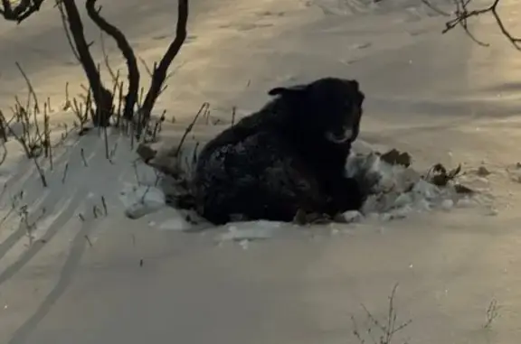 Найдена собака, Москва, фото: Найдена собака, Хорошёвское шоссе, 39к2