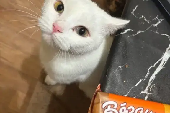 Кошки потеряшки, Казань, фото: Потеряшка белая кошка, ул. Авзаловой, 9