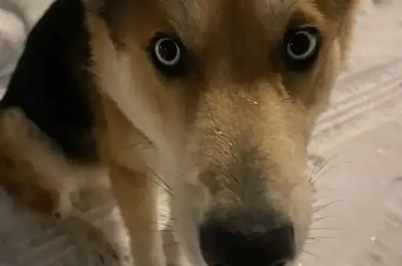 Найдена собака, Большое Буньково, фото: Найдена собака на Самохвалова, 46