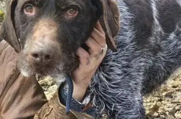 Пропала собака, ул. Орлова, Хватково