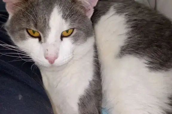 Пропала кошка, ул. Энгельса 5А, Балахна