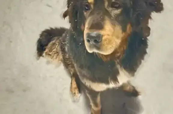 Найдена собака, Михайловка, фото: Собака найдена в Михайловке, Волгоградская обл.